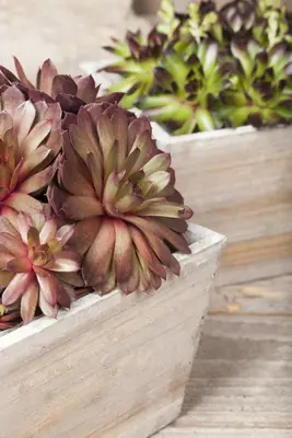 Sempervivum (Huislook) - afbeelding 69
