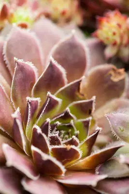 Sempervivum (Huislook) - afbeelding 74