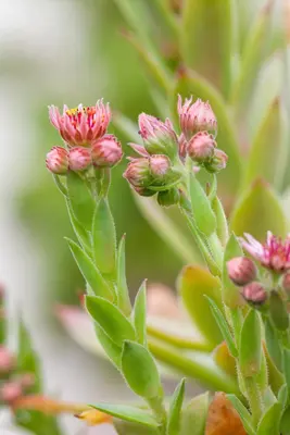 Sempervivum (Huislook) - afbeelding 94