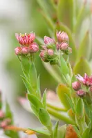 Sempervivum (Huislook) - afbeelding 94