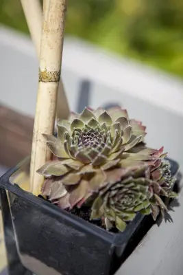 Sempervivum (Huislook) - afbeelding 5