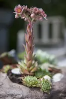 Sempervivum (Huislook) - afbeelding 9