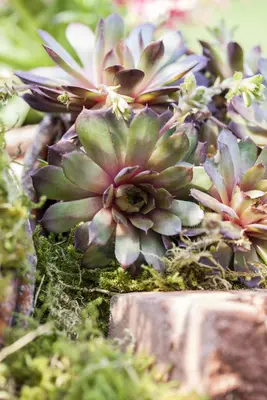 Sempervivum (Huislook) - afbeelding 21