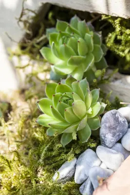 Sempervivum (Huislook) - afbeelding 22