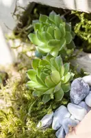Sempervivum (Huislook) - afbeelding 22