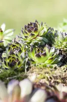 Sempervivum (Huislook) - afbeelding 26