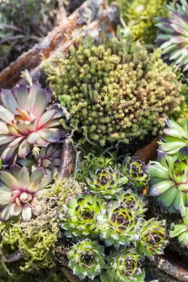 Sempervivum (Huislook) - afbeelding 30