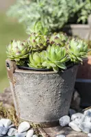 Sempervivum (Huislook) - afbeelding 32