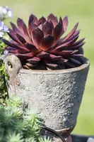 Sempervivum (Huislook) - afbeelding 33