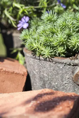 Sempervivum (Huislook) - afbeelding 34
