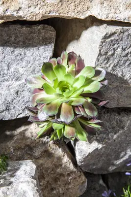Sempervivum (Huislook) - afbeelding 36