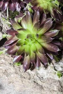 Sempervivum (Huislook) - afbeelding 37