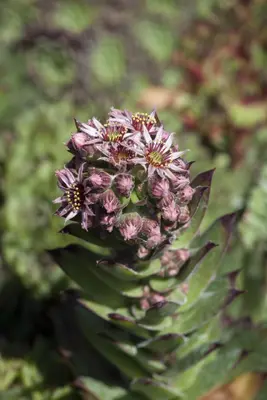 Sempervivum (Huislook) - afbeelding 50