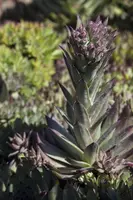 Sempervivum (Huislook) - afbeelding 51