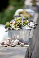 Sempervivum (Huislook) - afbeelding 56