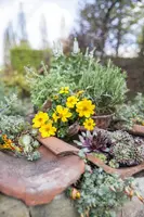 Sempervivum (Huislook) - afbeelding 65