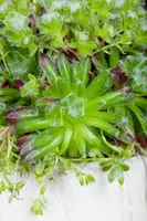 Sempervivum (Huislook) - afbeelding 68