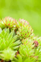 Sempervivum (Huislook) - afbeelding 75