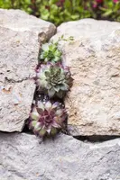 Sempervivum (Huislook) - afbeelding 85