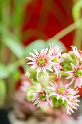 Sempervivum (Huislook) - afbeelding 102