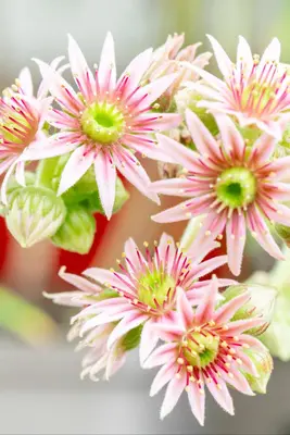 Sempervivum (Huislook) - afbeelding 103