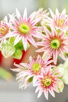 Sempervivum (Huislook) - afbeelding 103