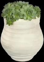 Sempervivum (Huislook) - afbeelding 62