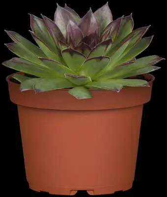 Sempervivum (Huislook) - afbeelding 10