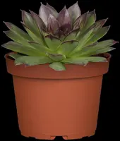 Sempervivum (Huislook) - afbeelding 10