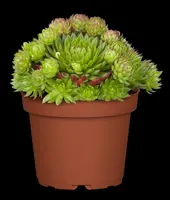 Sempervivum (Huislook) - afbeelding 88