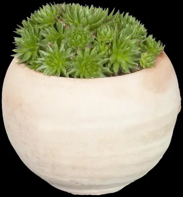 Sempervivum (Huislook) - afbeelding 60
