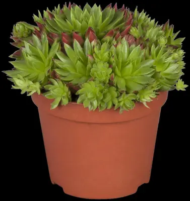 Sempervivum (Huislook) - afbeelding 79