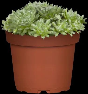 Sempervivum (Huislook) - afbeelding 11