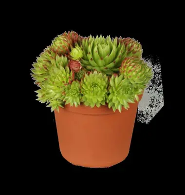 Sempervivum (Huislook) - afbeelding 1