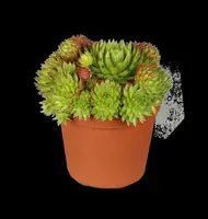 Sempervivum (Huislook) - afbeelding 1