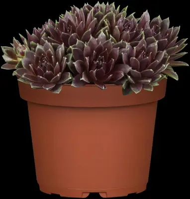 Sempervivum (Huislook) - afbeelding 13