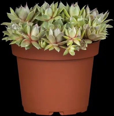 Sempervivum (Huislook) - afbeelding 15