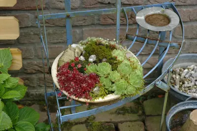 Sempervivum (Huislook) - afbeelding 86