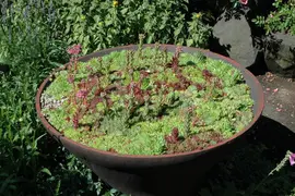 Sempervivum (Huislook) - afbeelding 87