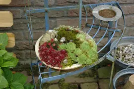 Sempervivum (Huislook) - afbeelding 86
