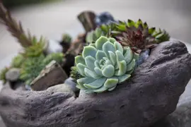 Sempervivum (Huislook) - afbeelding 6