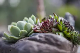 Sempervivum (Huislook) - afbeelding 8