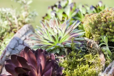 Sempervivum (Huislook) - afbeelding 25