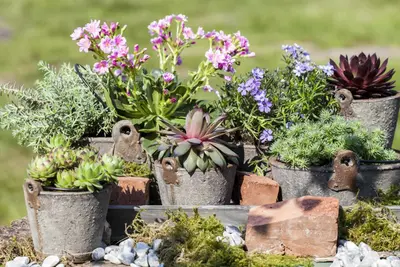 Sempervivum (Huislook) - afbeelding 31