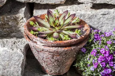 Sempervivum (Huislook) - afbeelding 35