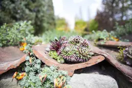 Sempervivum (Huislook) - afbeelding 38