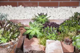 Sempervivum (Huislook) - afbeelding 44