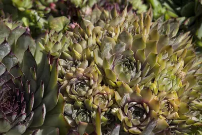 Sempervivum (Huislook) - afbeelding 49