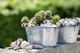 Sempervivum (Huislook) - afbeelding 55