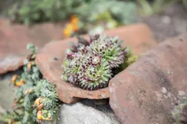 Sempervivum (Huislook) - afbeelding 66
